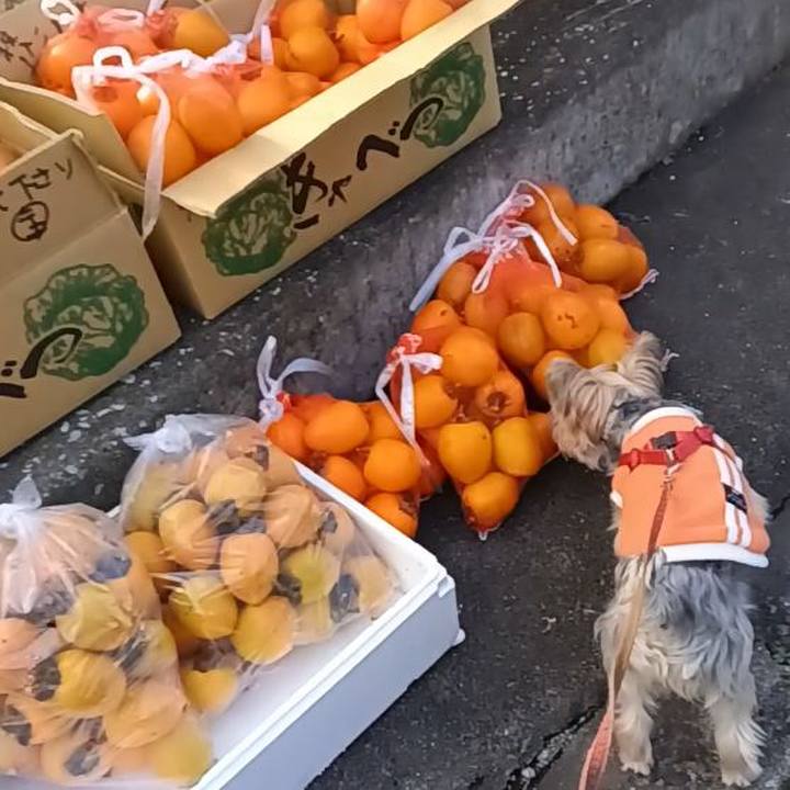 5d2cc952 d046 4301 aacc 8fe8458e264e 1732170626264