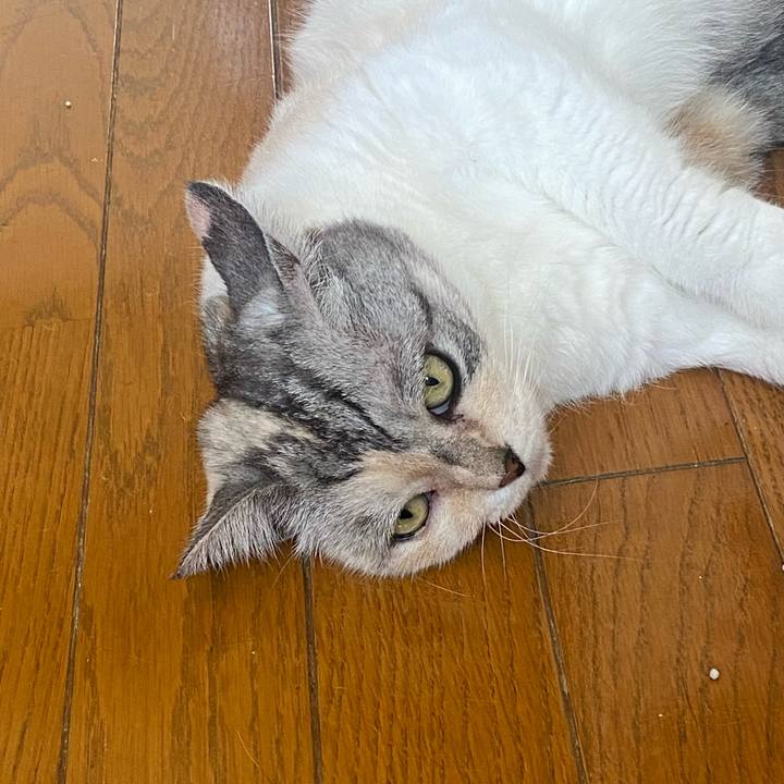 5d33732f 293e 4c56 811a d846288932d9 1689555791330