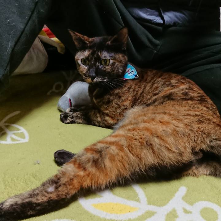 5d374197 2f89 4031 9f39 6664c5276554 1544278877197