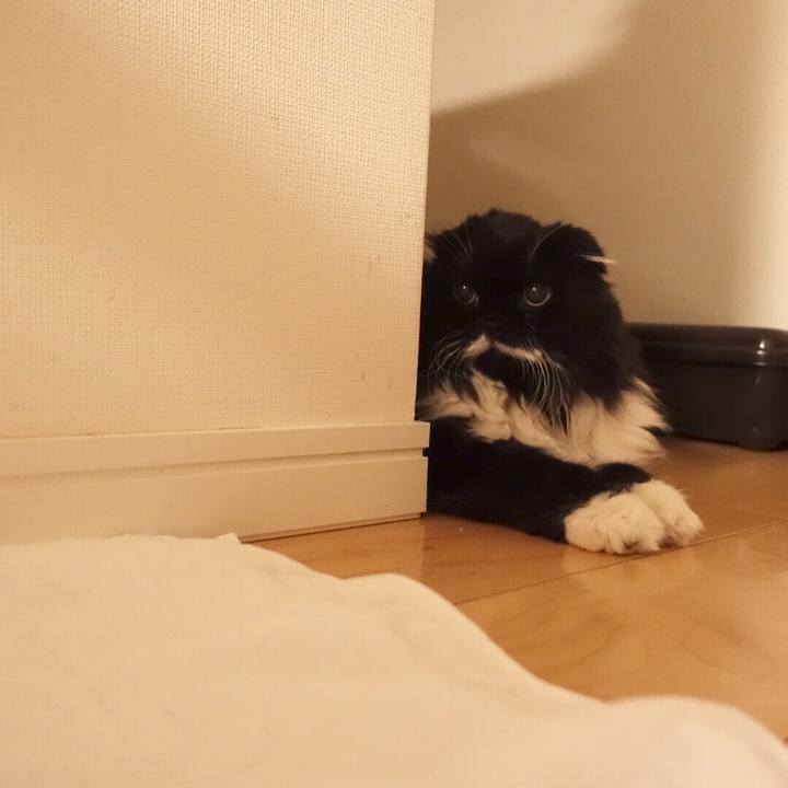 5d3ea742 b9ae 423b aa0b 78638e1f2625 1514044627126