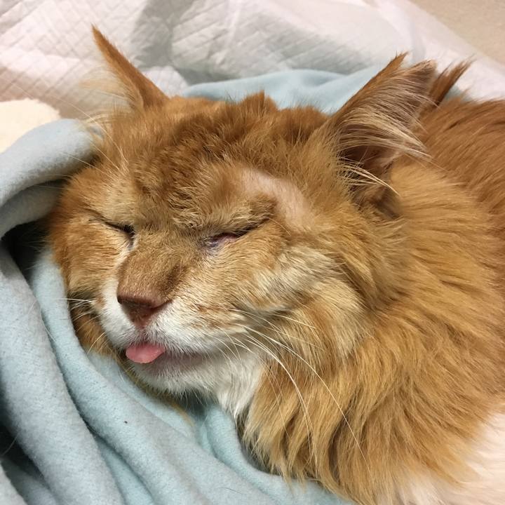 5d423072 9477 4f4f a84f b310442c1af4 1523350939294