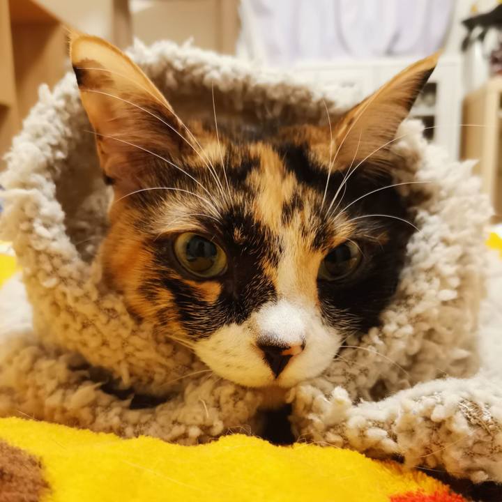 5d44cc11 1d89 4ad8 94a4 8ca65da882b1 1640582019249