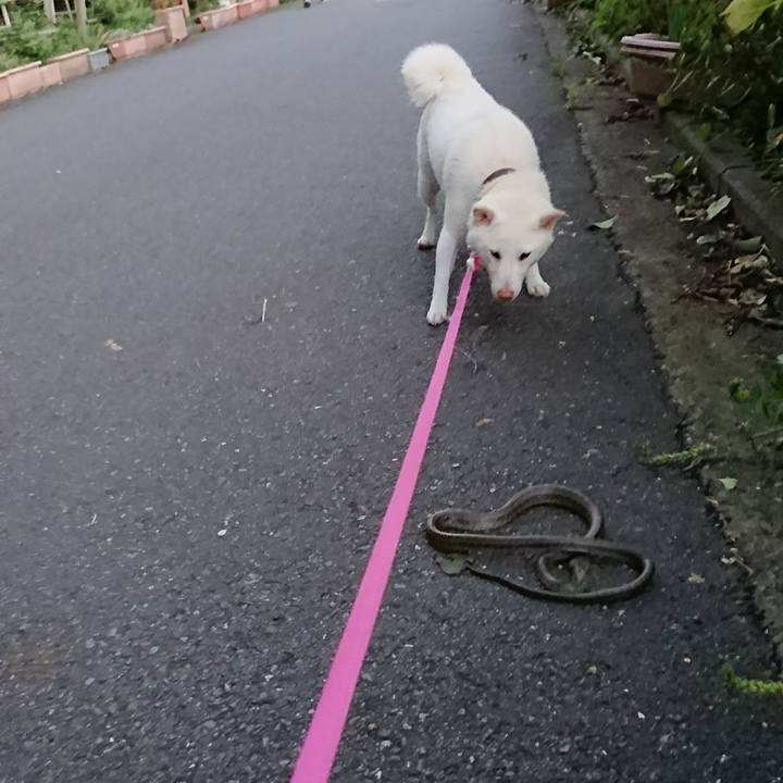 5d4b591f 8532 4cac bb6b c4d8590de5da 1508745986797