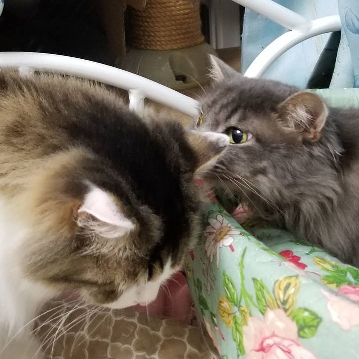 5d4de681 8428 4876 aeb6 877e451b2a1b 1596889556711