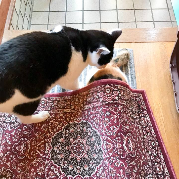 5d5d38f1 d6a7 4a19 bad0 c59b21575c0d 1513262933990