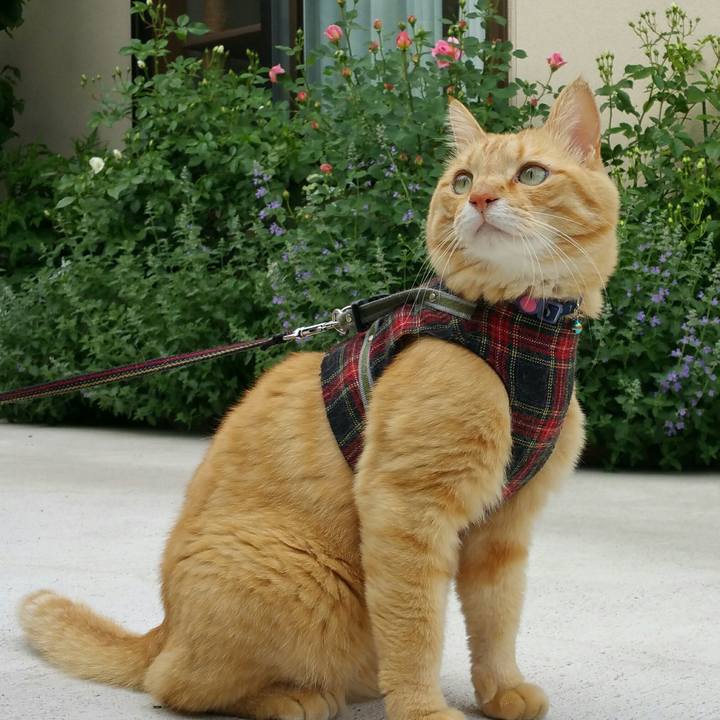 5d5f324d e5c2 46cb 82a0 b6031874de55 1526626023489