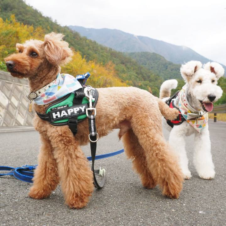 5d6103bd 3876 401a 97fe d164d3386030 1541391615400