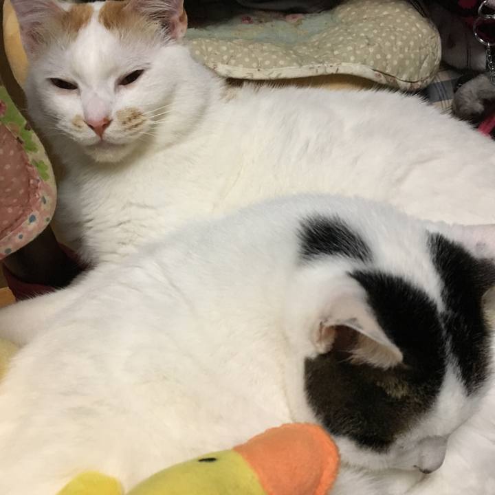 5d633fc6 9674 446e b4f0 bf9d01159803 1555163436861