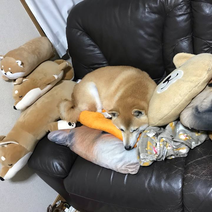 5d6ef6a6 0397 4b4c 98a3 6cc277f0a05d 1542625810057