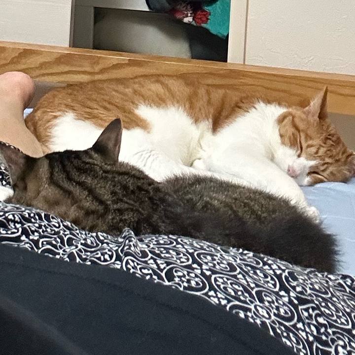 5d7051c3 31f2 49fb 809f cf18d606b9f5 1759072282648