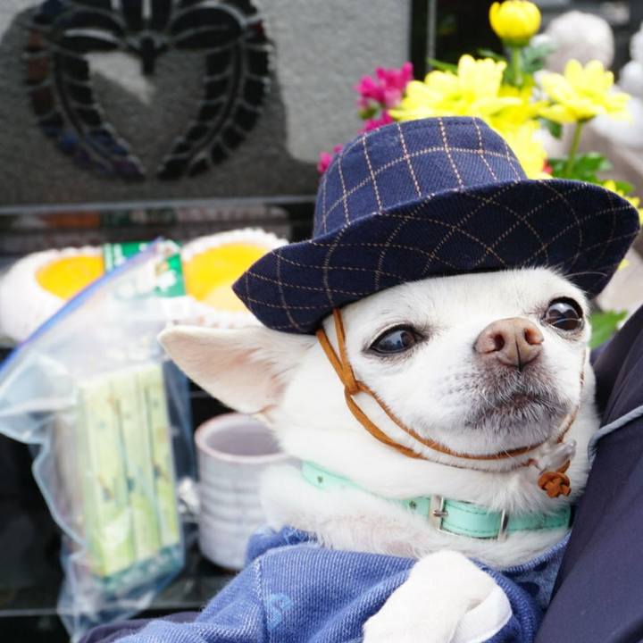 5d798a0a 3269 4107 bda3 3ea337c67304 1521670601698