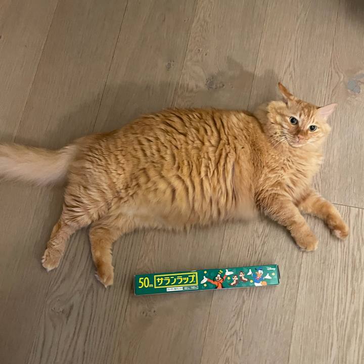 5d7bf4bb f292 4f8a acad f630e2676d4c 1770782899540