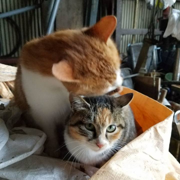 5d80579e c1b5 42d3 93eb e44a725a62ba 1515555303568