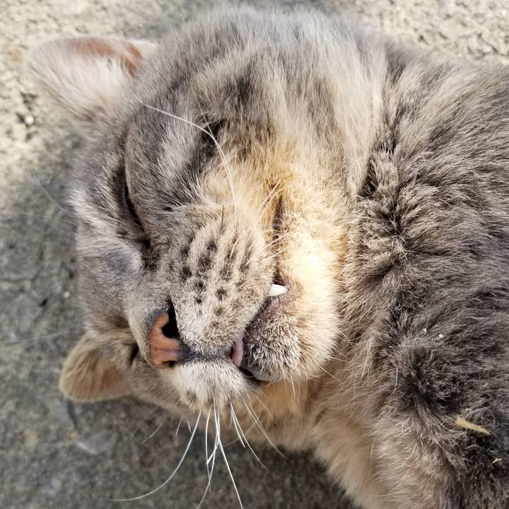 5d831ed4 494c 4590 87fc 3e7735ab7ef4 1539653284115