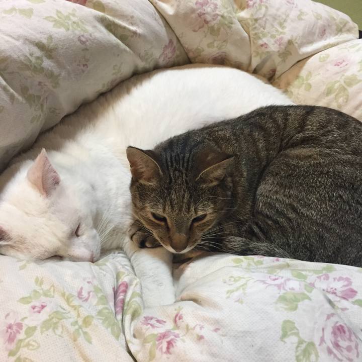 5d8721bf d233 428c 9407 47d3ade5380b 1508194002204