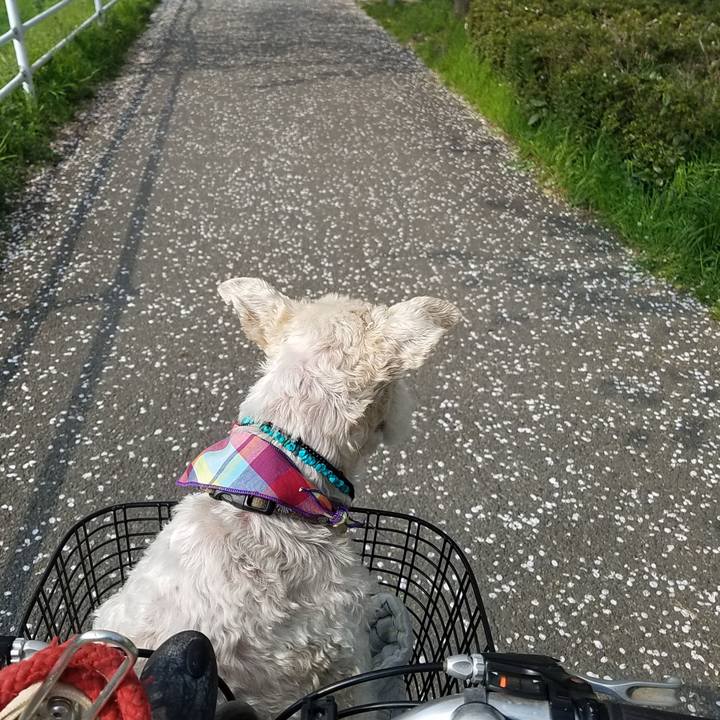 5d884a7d f041 4615 bf6e 2cbc5aba0727 1554621127387