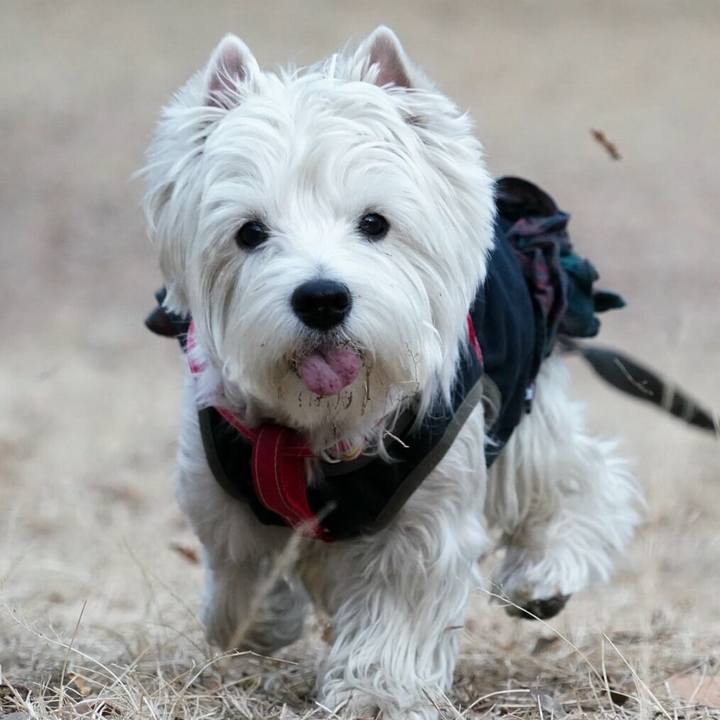 5d8b19e5 6b15 4f0d 95ba 3dcf488c5151 1515153065572