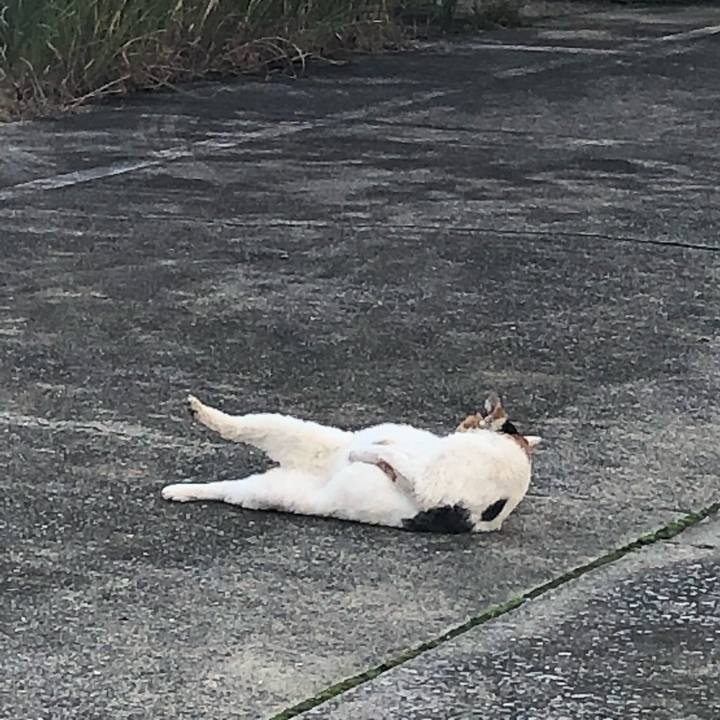 5d90c0ad a893 4e22 b4de 8dc25c0f2fc1 1541968491830