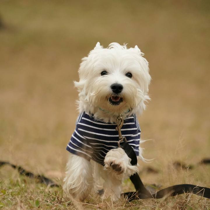 5d928c5b 1fa0 4bf0 a927 5c82799fa9f6 1512213670455