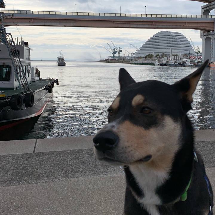 5d928e38 f642 4ff0 800a 780ddfe83f90 1547095883115