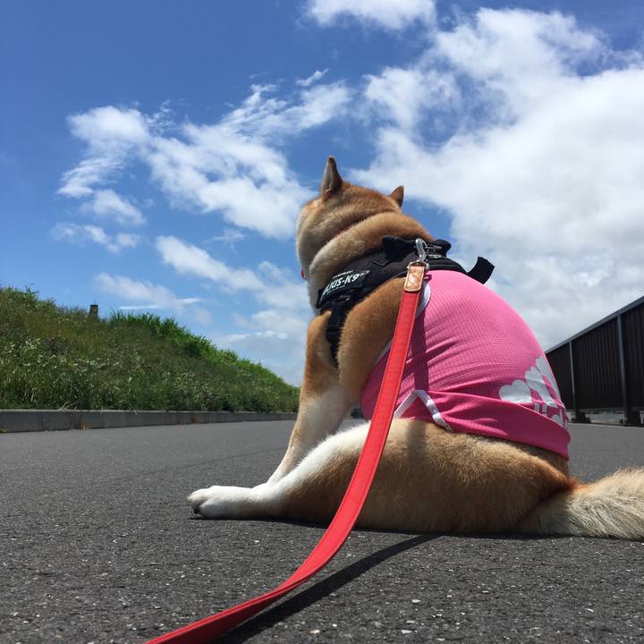 5d9317d6 f2e4 41fd 943a 6451c4159e9a 1591848229625