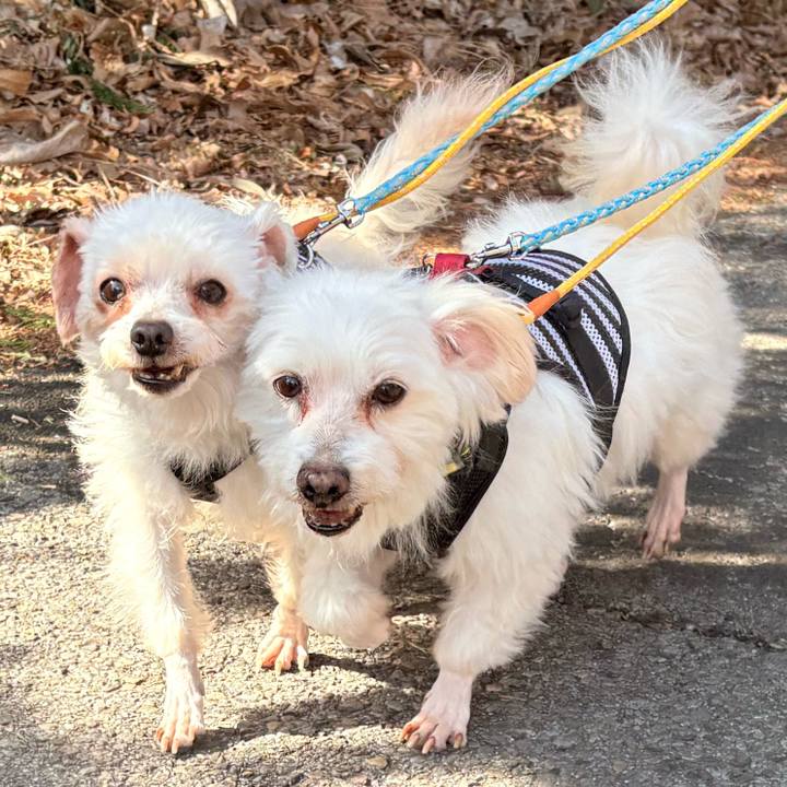 5d9ce852 5a1e 4c3f a1d1 1f923b87d935 1774151650718