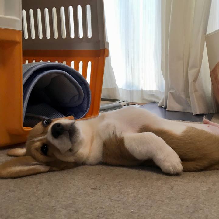 5da0a32b e255 4e37 b2a2 b493752d0b19 1590297250604