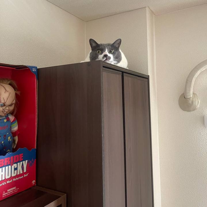 5da11abf 724c 4222 a20a 164c5a59b016 1716450414360