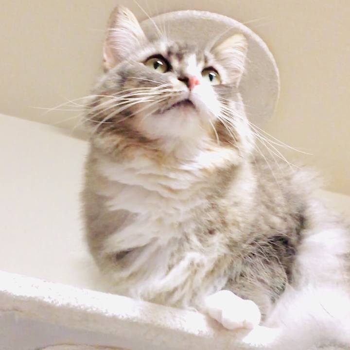 5da155b7 435a 4d90 a9d7 2d73773ead39 1539731946152