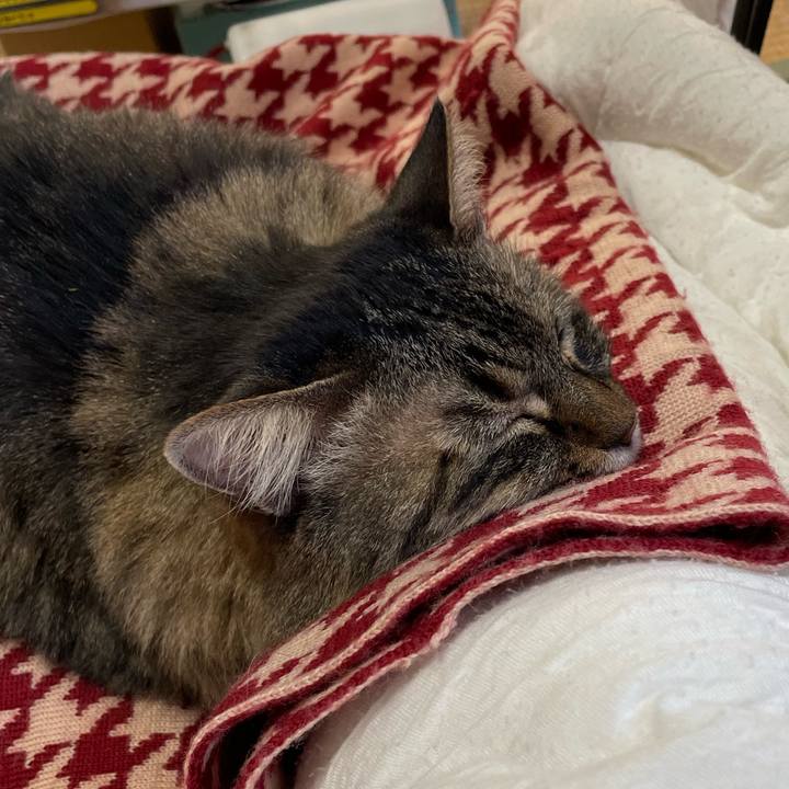 5da2eec9 bfd4 4c4e a248 d5fd4d4a9b19 1770187100380