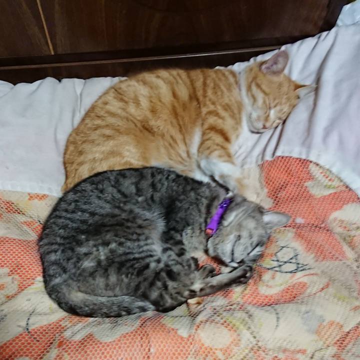 5da49ab0 7540 4cf5 b572 ac970c93ff32 1585485785248