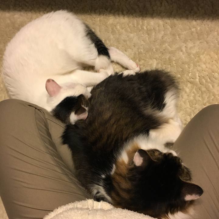 5da4d6de 9838 4065 bfbc 52066bdde7d1 1516194381704