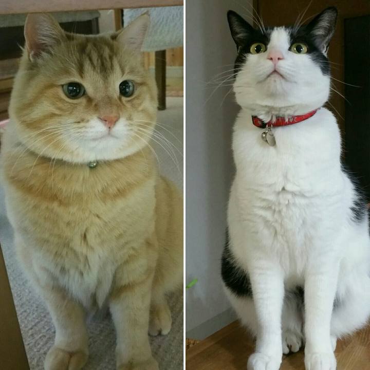 5da6c687 f337 494d bdd5 5e0bd8db985e 1546131525815