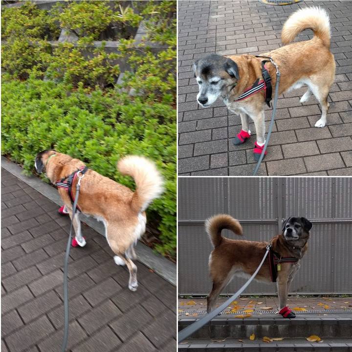 5da7c5c6 6c5c 4361 903c e747f6edaa3d 1542066284380