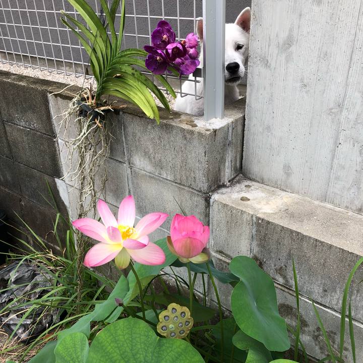 5da94d94 4722 44ae 8229 b6613924a39b 1534461511215