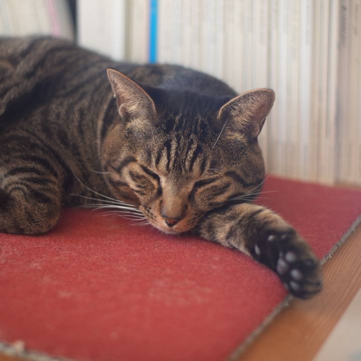 5daf2aaf c5c9 4ab7 a7ac b30be35e85ea 1736729485625