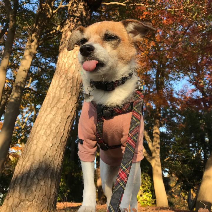 5dafb04c a71c 40d8 9f01 d8c815bc12f0 1575445857991