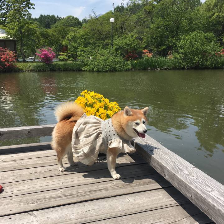 5db0391d e4a7 4254 8fcf 7d97bea8e9f2 1559044688121