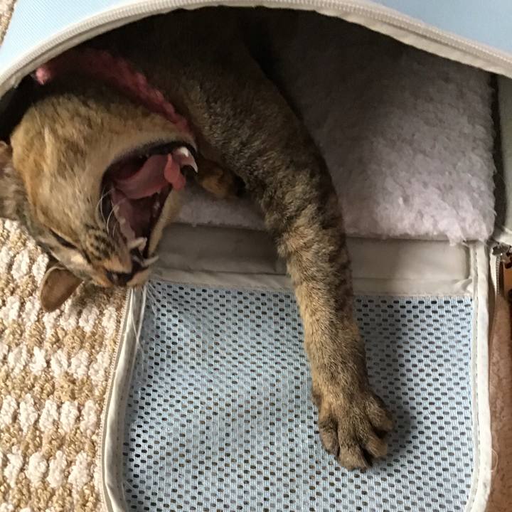 5db48b16 285c 47ae 81db 3bdf76781c7d 1594013818806