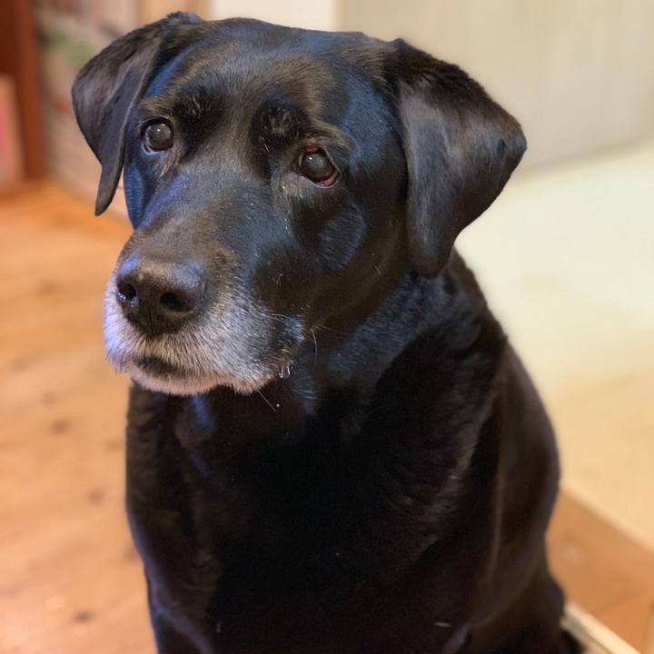 5db5181f 66fe 460c a54e e0dcee86a788 1554155391348