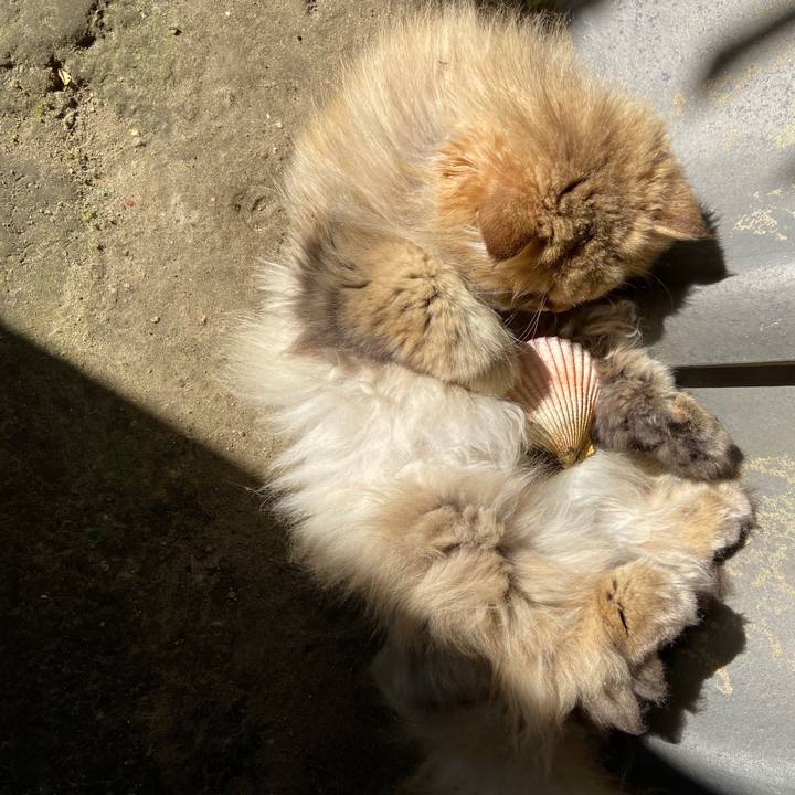 5db5def7 6638 4c39 90bc 5dca800f6311 1589267471395