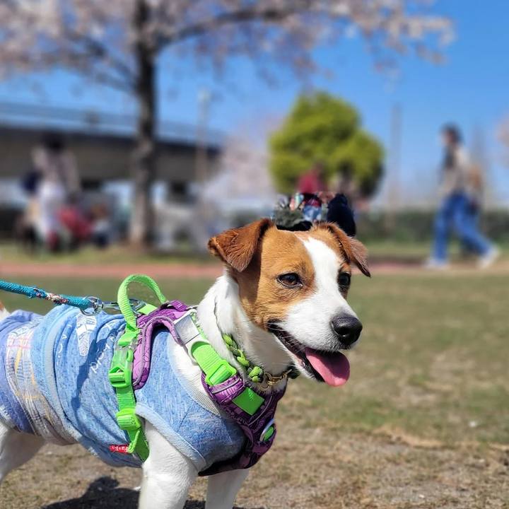 5dbb15ce 24de 4bff 9b4e 20e241346be7 1680074120994