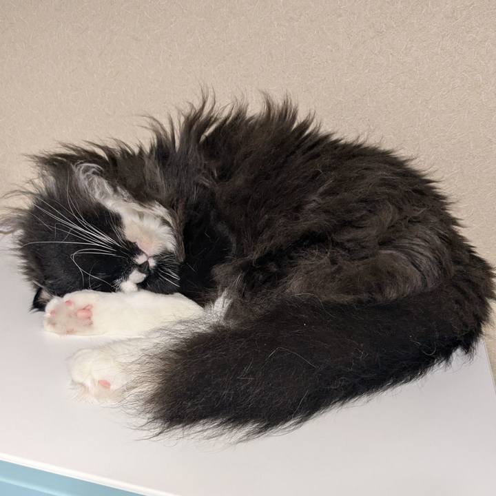 5dc32fad 186a 4db3 831e c41f81cf8c5b 1724998081582