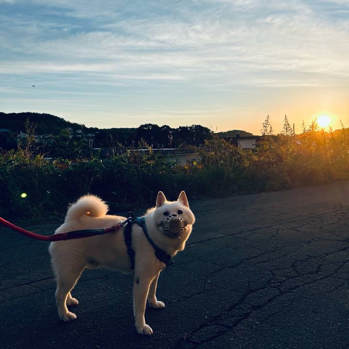 5dc33525 57d0 40ea b2de df5c55a34b4d 1759007631695