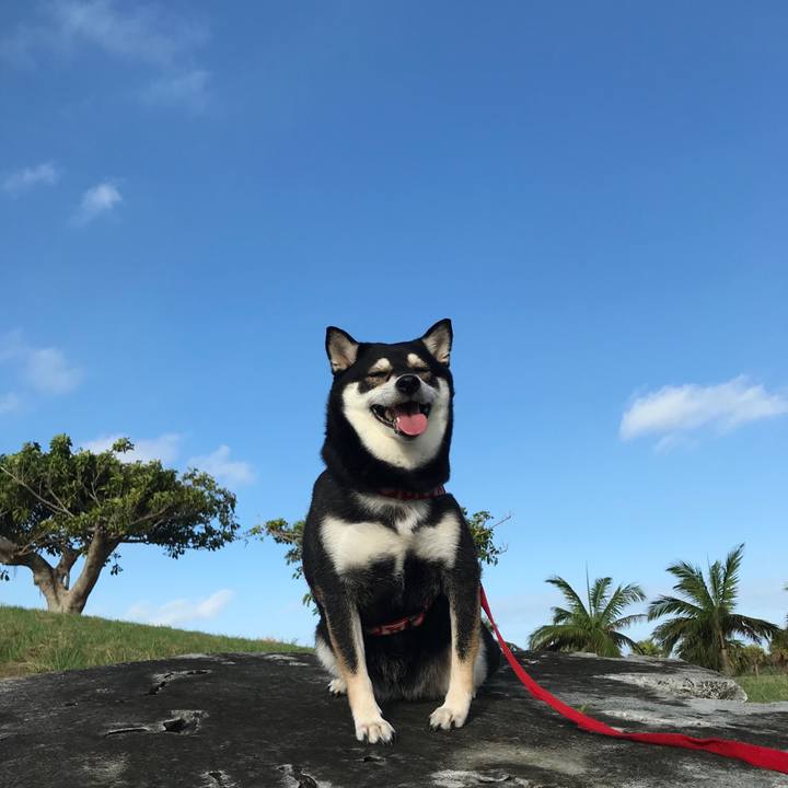 5dc80a2d 1b84 4237 bc5b 4c71d34b6459 1510275501569