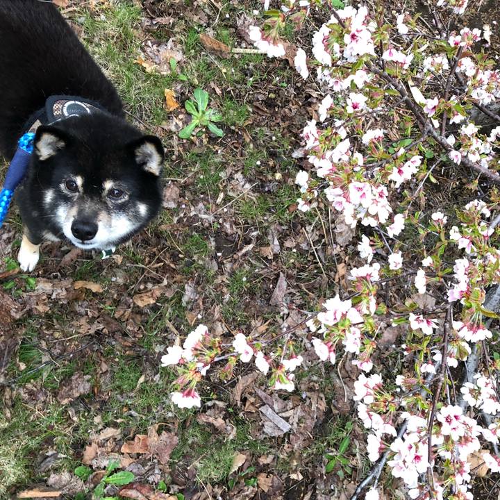 5dc8ee16 6e07 45eb 914b 2c0d11d3d39b 1557265021640