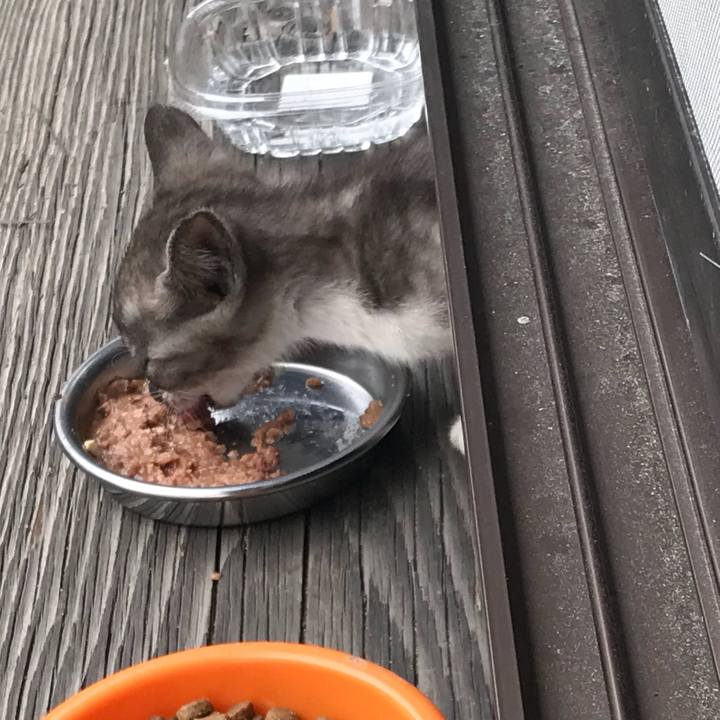 5dca9fd6 3393 416b 90a6 220128459dea 1528593175638