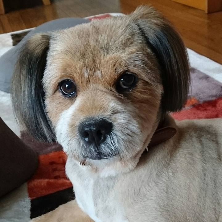 5dcca0aa c966 454c 8cb6 0e376d078ea3 1541650259677