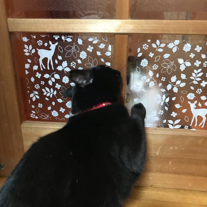 5dce061a 933a 4c43 90ee 7b377a386369 1527774068238