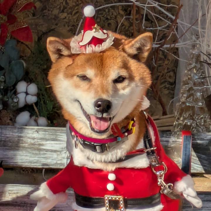 5dd0ccb6 476c 4d53 9b25 6e9321901794 1734791552083